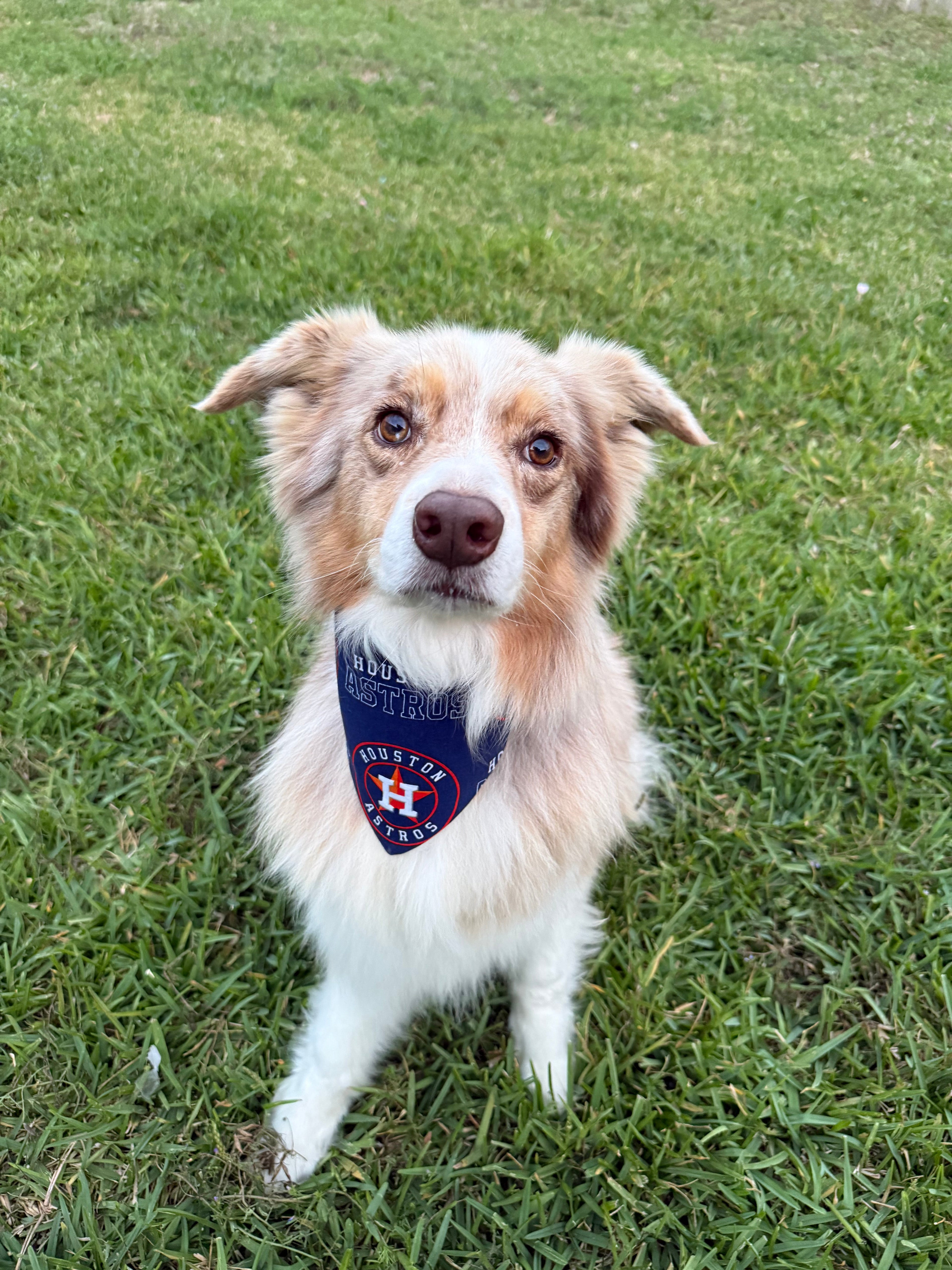 Large Pet Bandanas