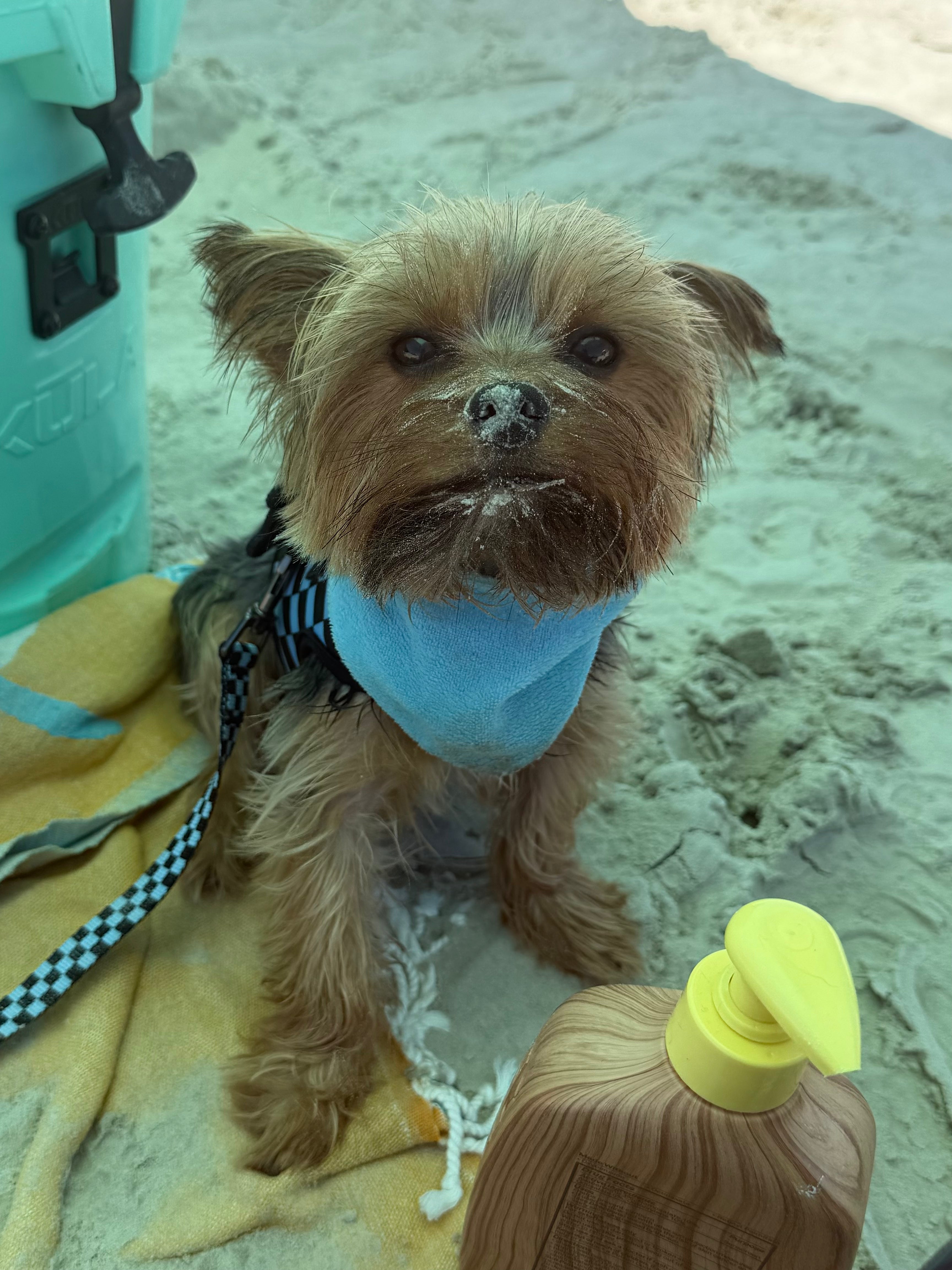 Extra Small Pet Bandanas