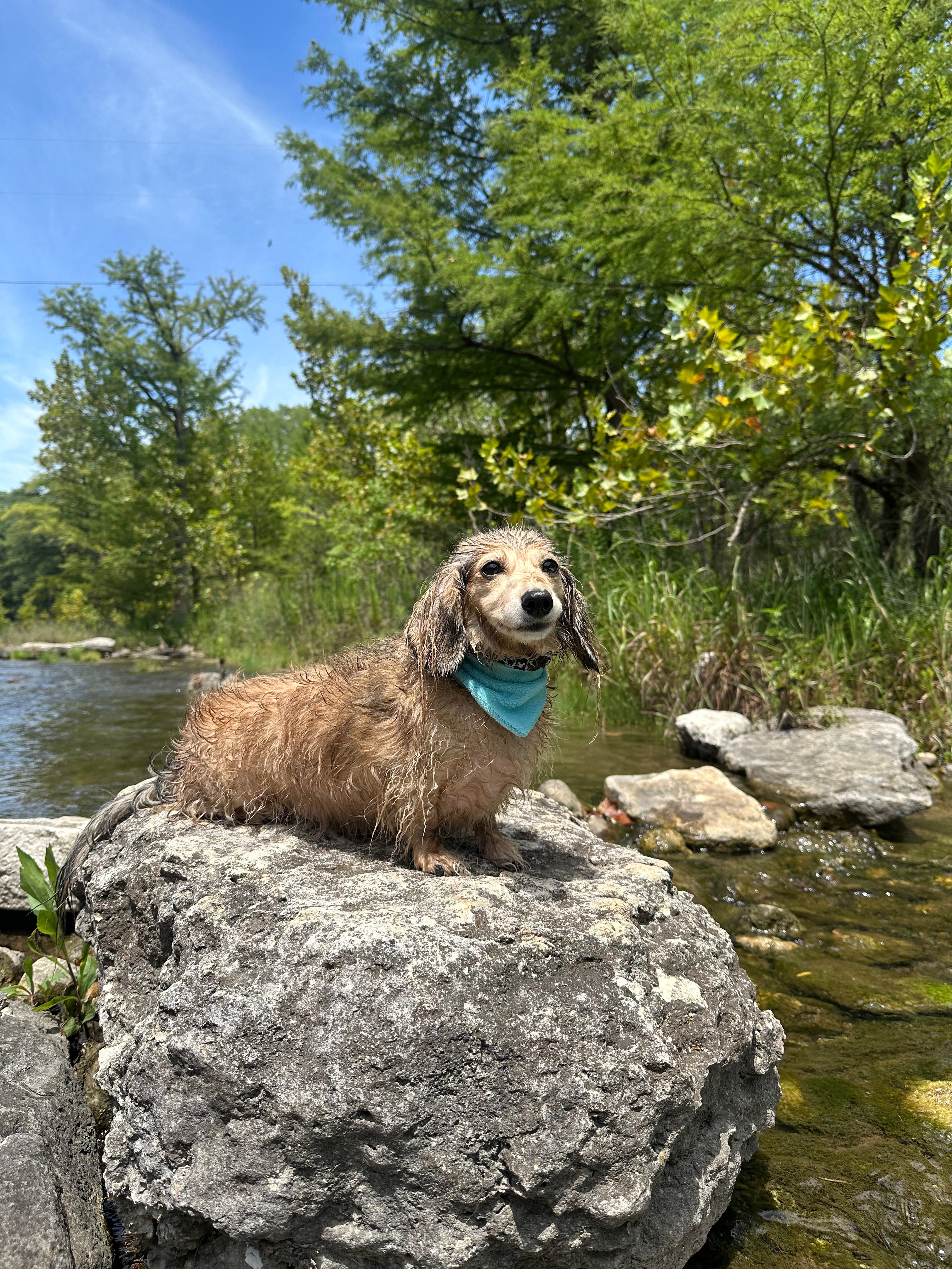 Small/Medium Pet Bandanas
