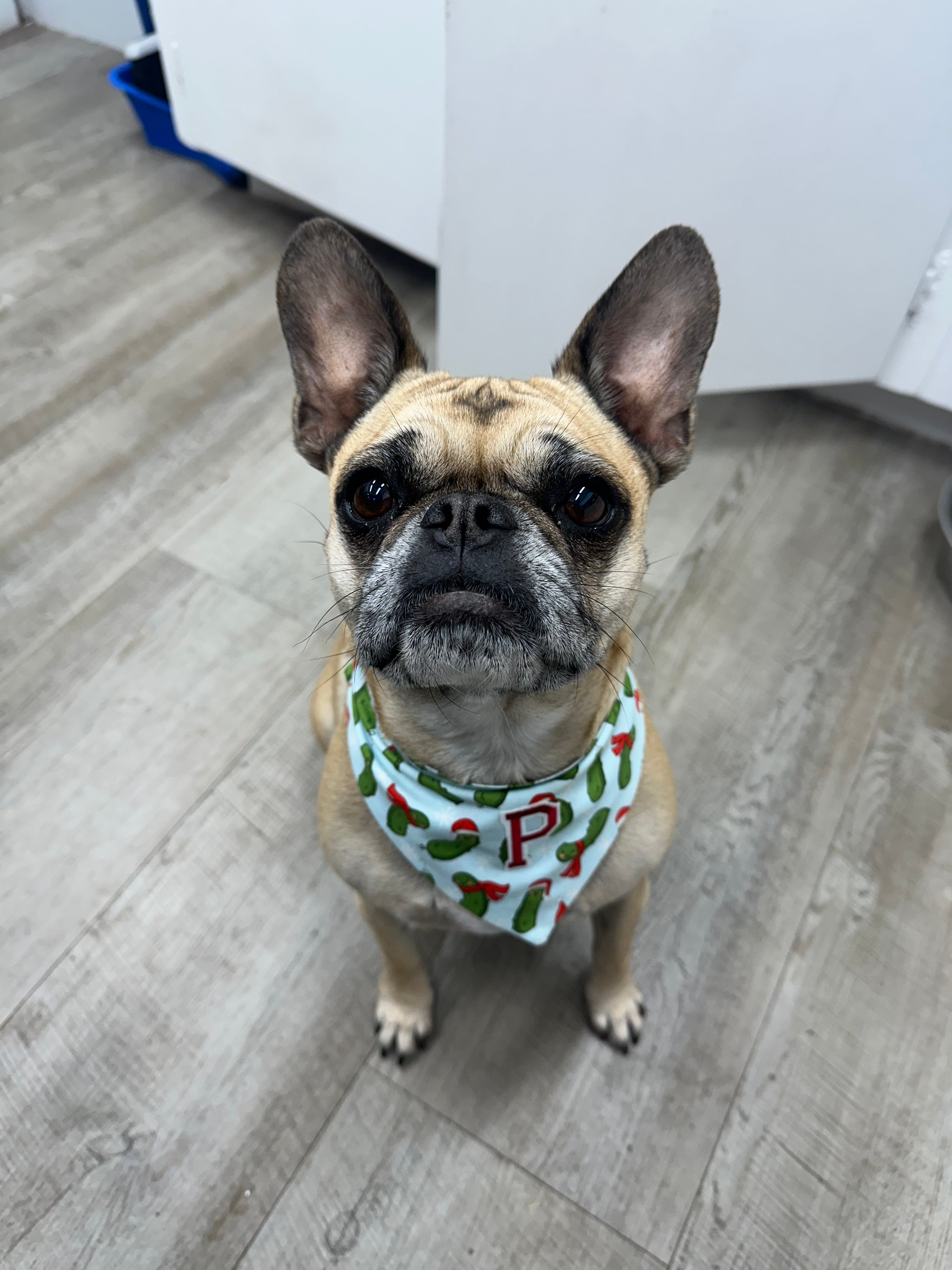 Medium Pet Bandanas