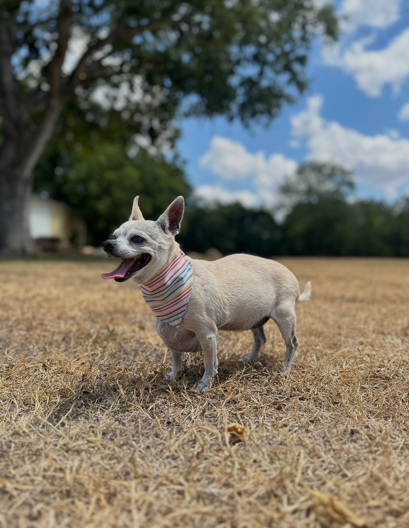 Small Pet Bandanas