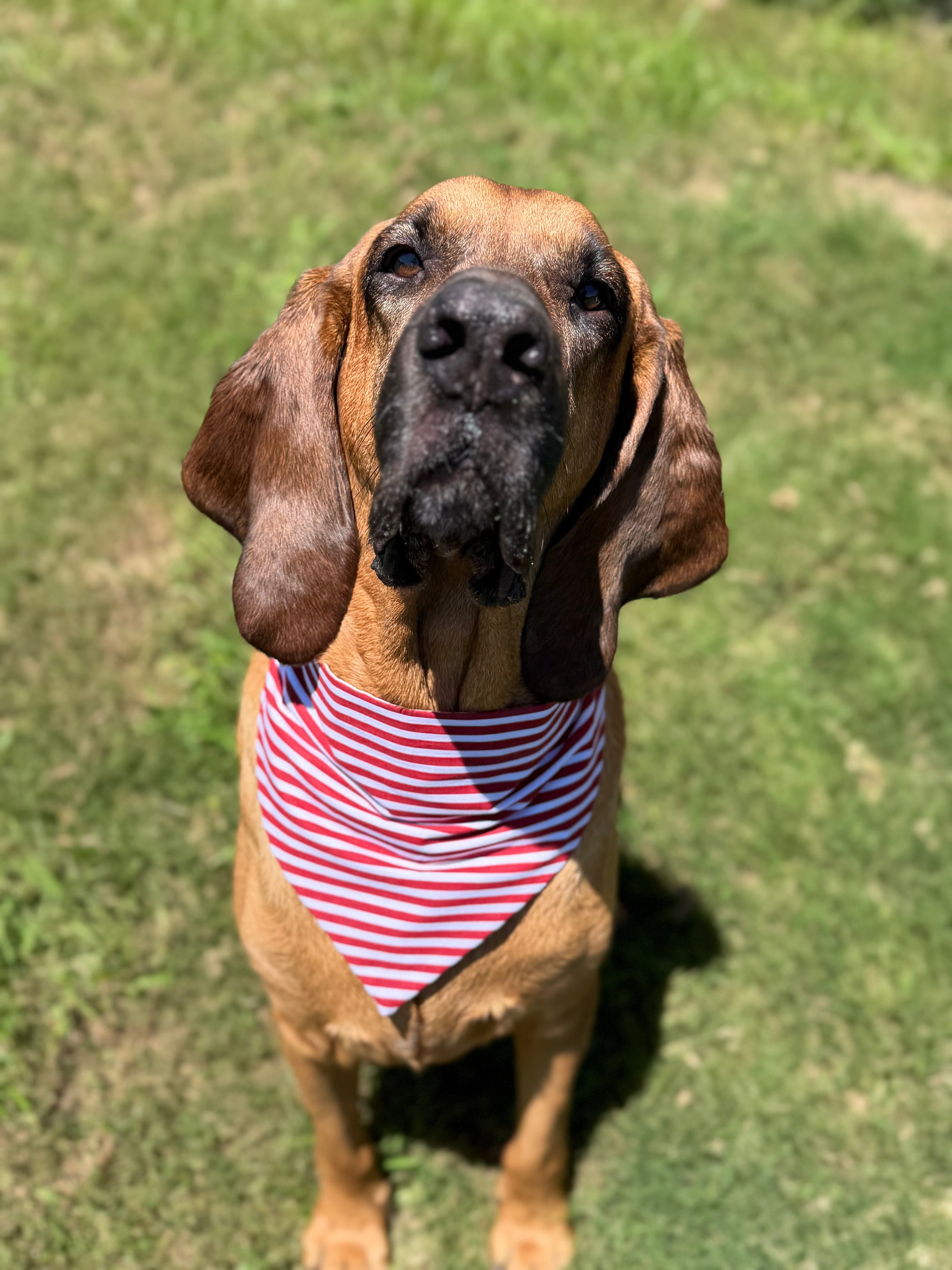 Extra Large Pet Bandanas