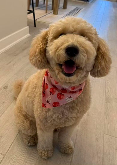 Medium/ Large Pet Bandanas