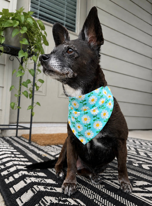 Extra Large Blue Daisies Bandana