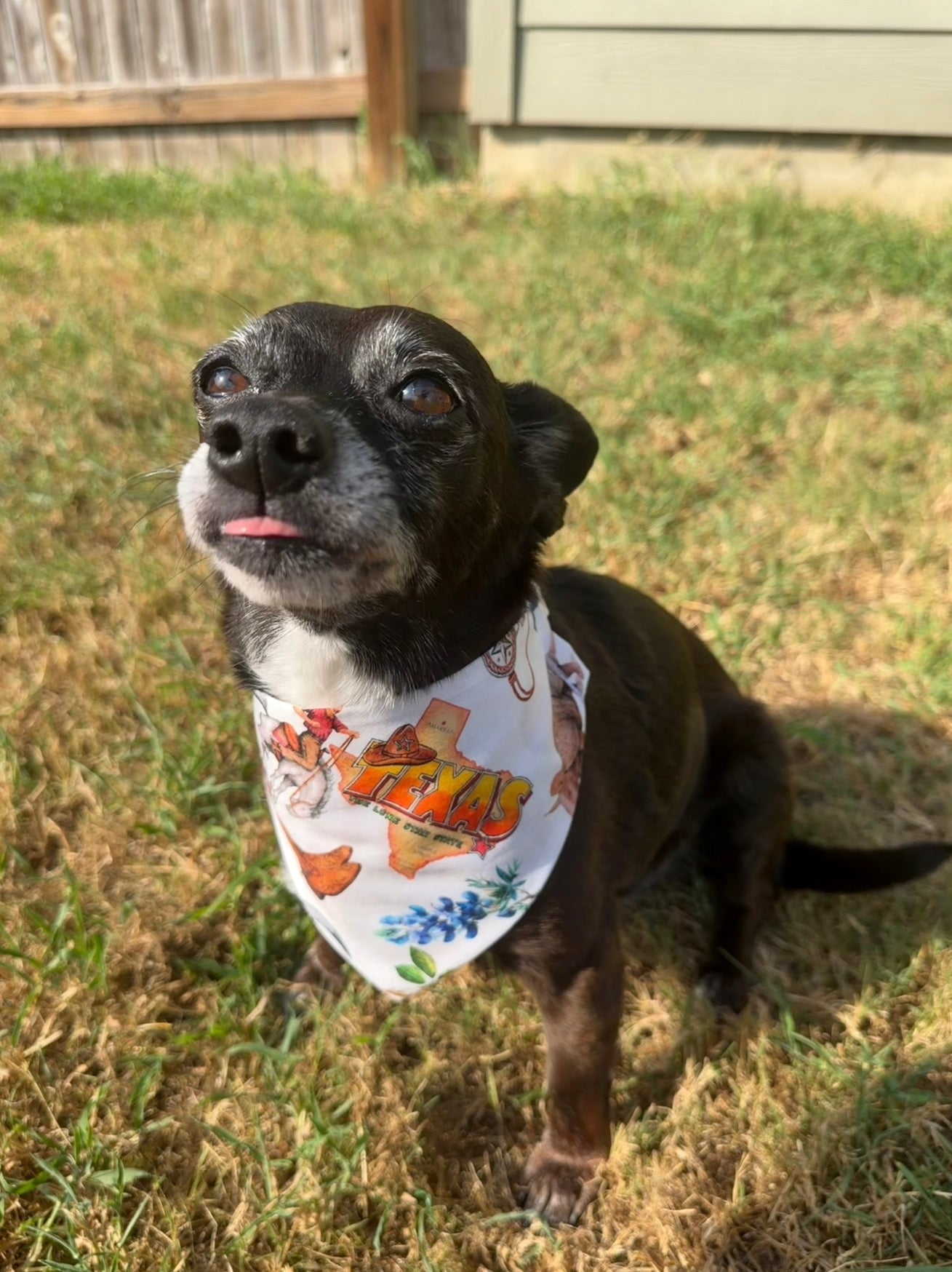 Small/Medium Everything Texas Bandana